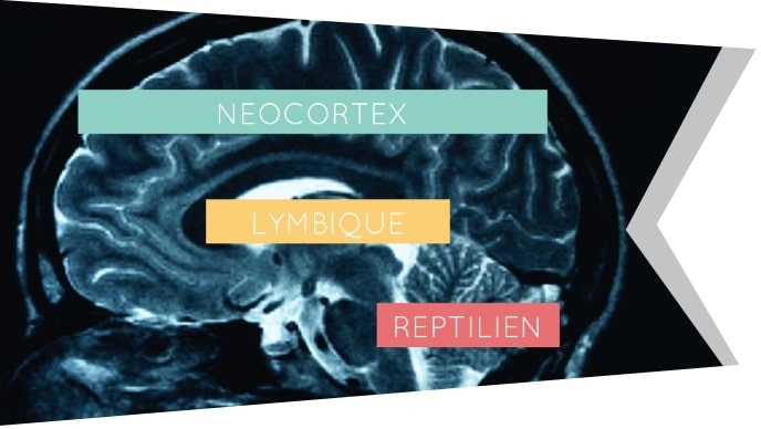 cerveau article faust